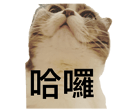 536826022