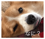 536946842