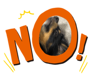 537447090