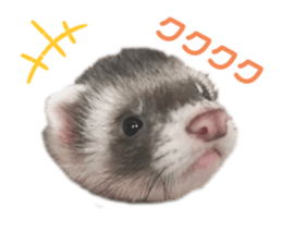 537461932