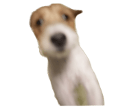 537524437