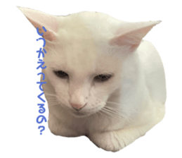 537570806