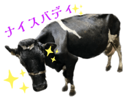 537587778