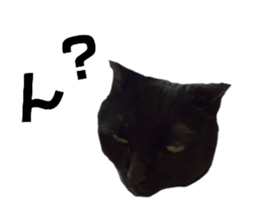 537861217