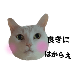 537881232