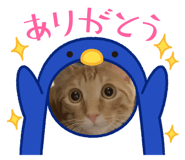 538162548