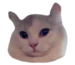 538398294