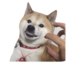 538398310