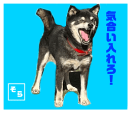 538667373
