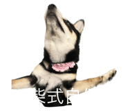538869794