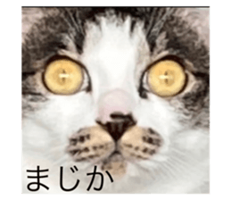 538900360