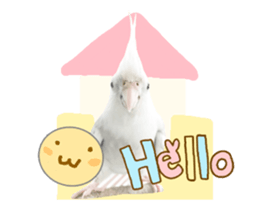 53945358