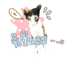 53945371