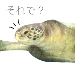 539516408
