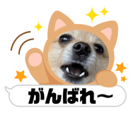 540999853