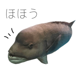 541559956