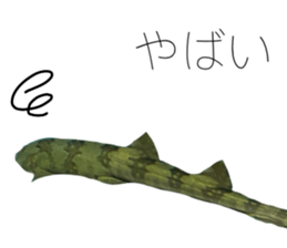 541559960