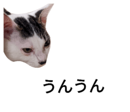542291481