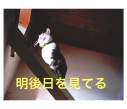 54234396