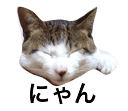 54234402