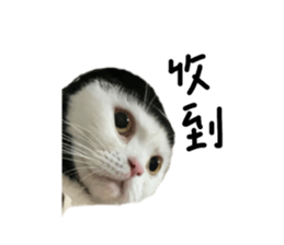 542533823
