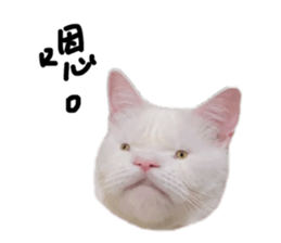 542533828