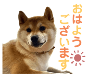 542549638
