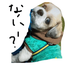 542593356