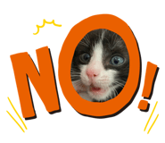542782444