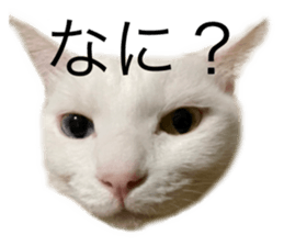 542972373