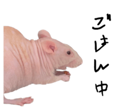 543059232