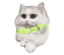 543775689