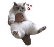 543778550