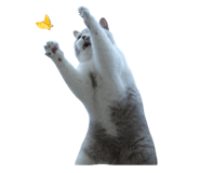 544026256