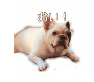544283900