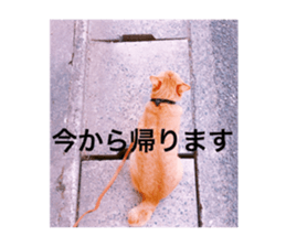 54439595