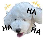 544774978