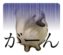 544884313