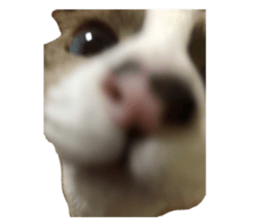 544907486