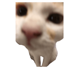 544907492