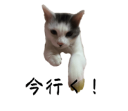 544931939