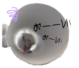 545144317