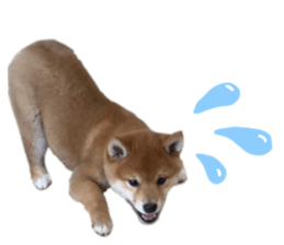 545182114