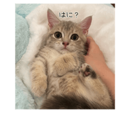 545284466