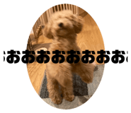 545528744