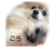 545896220