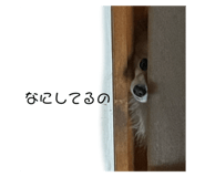 545896221
