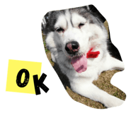 54683990