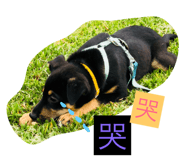 54683993