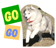 54683999